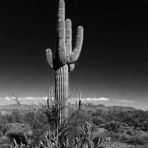 Meet your Posher, Betty